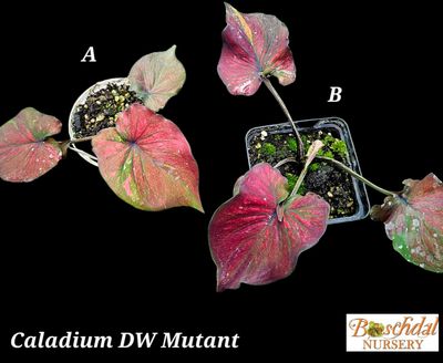 Caladium DW Mutant