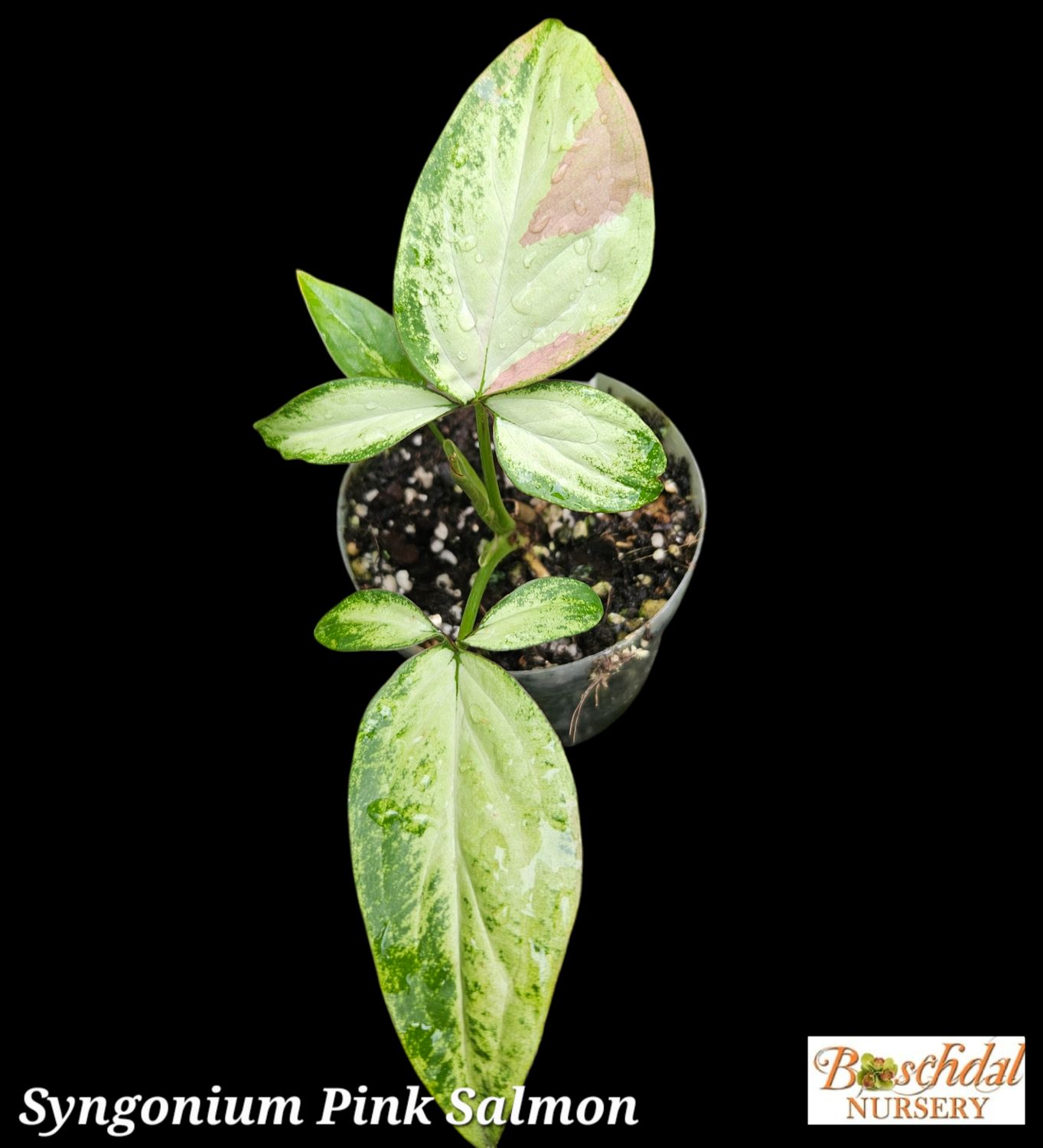 Syngonium Pink Salmon Syngonium Pink Salmon
