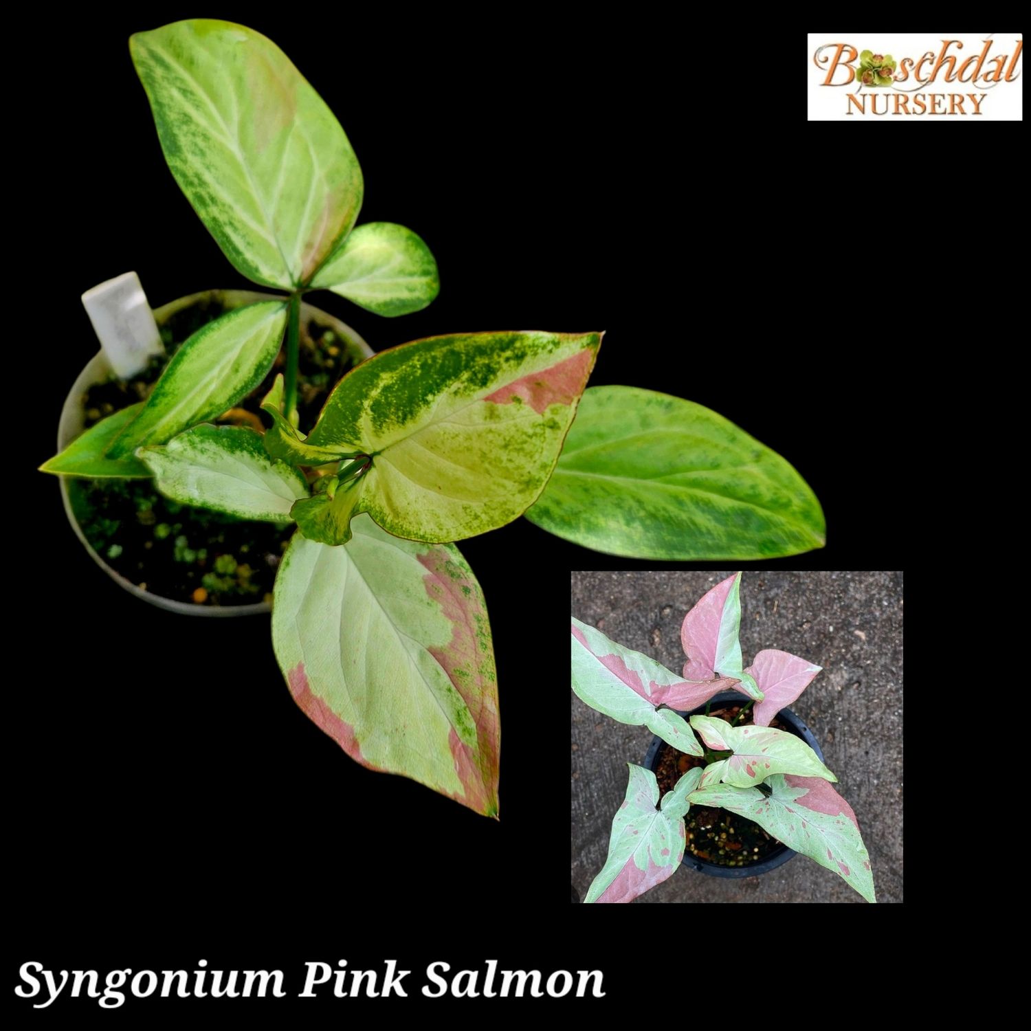Syngonium Pink Salmon Syngonium Pink Salmon