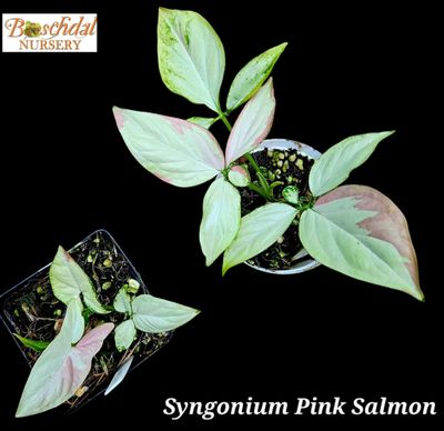 Syngonium Pink Salmon Syngonium Pink Salmon
