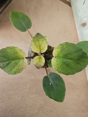 African Violet Frankie's Kitty Kitty Crown Variegation starter plant African Violet Frankie's Kitty Kitty Crown Variegation starter plant