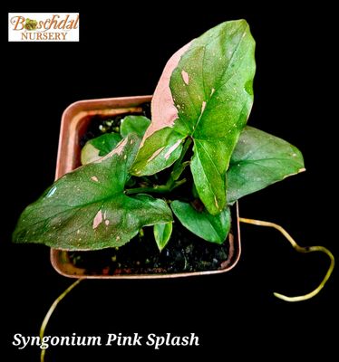 Syngonium Pink Splash