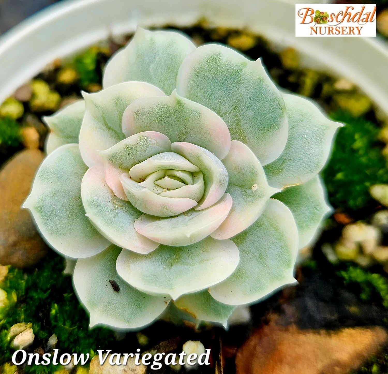 Echeveria Onslow Variegated Echeveria Onslow Variegated