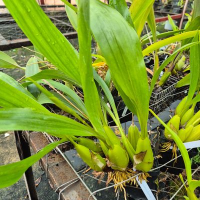 Coelogynea Lawrensiana
