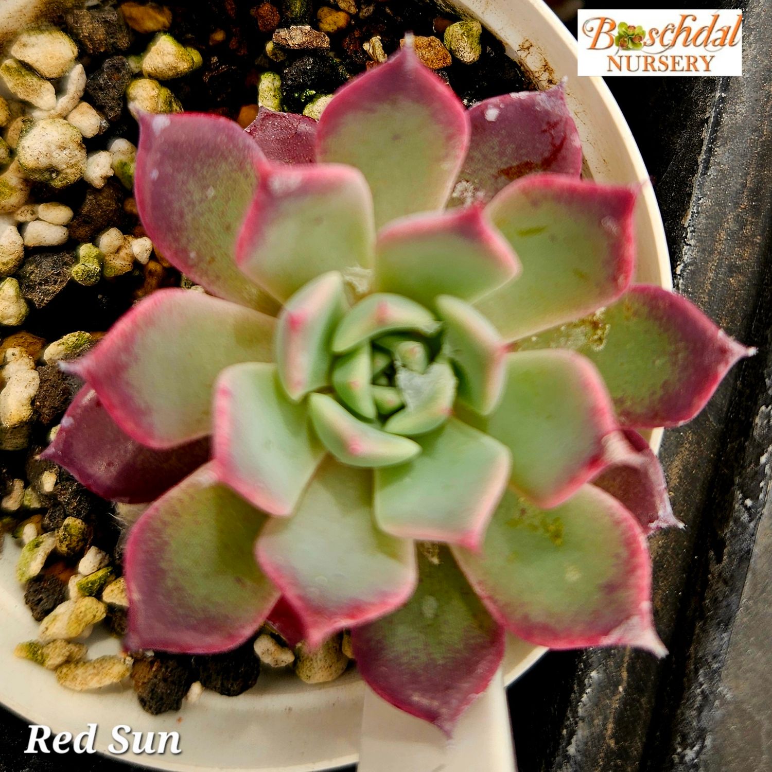 Echeveria Red Sun Echeveria Red Sun