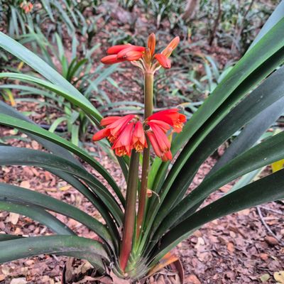 Bronze interspecific x nobilis x yellow miniata
