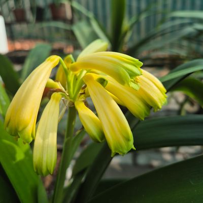 Flash of lime interspecific