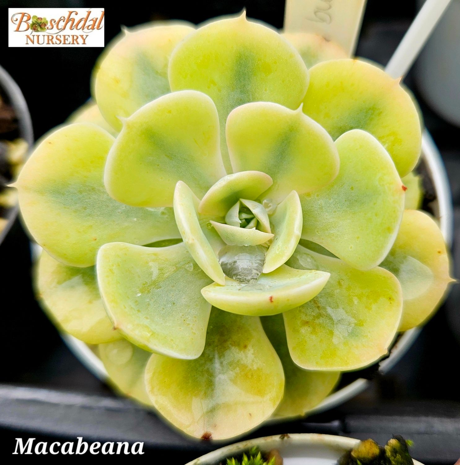 Echeveria Macabeana Variegated