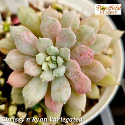 Echeveria Chrissy n Ryan Variegated Echeveria Chrissy n Ryan Variegated