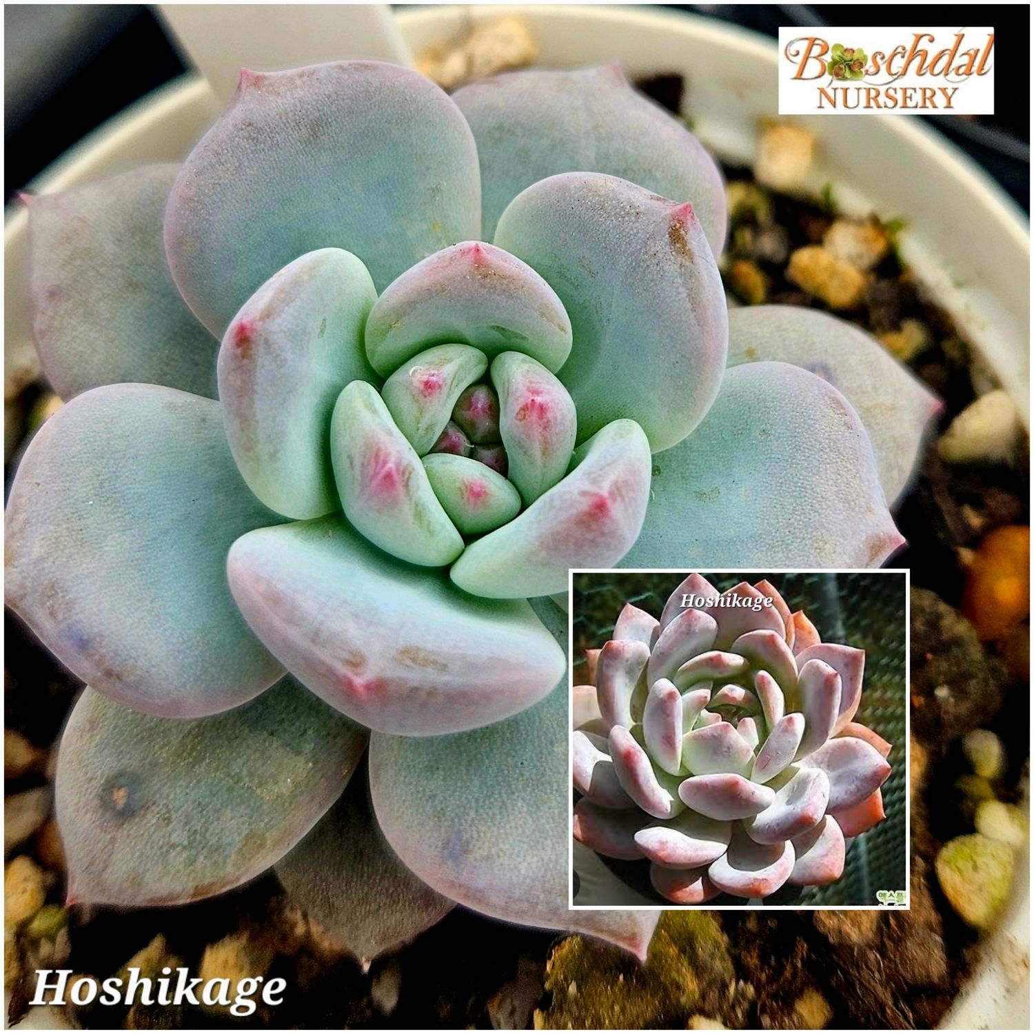 Echeveria Hoshikage Echeveria Hoshikage