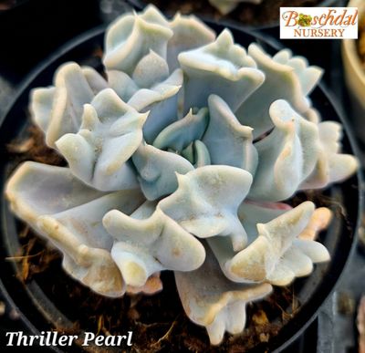Echeveria Thriller Pearl Echeveria Thriller Pearl