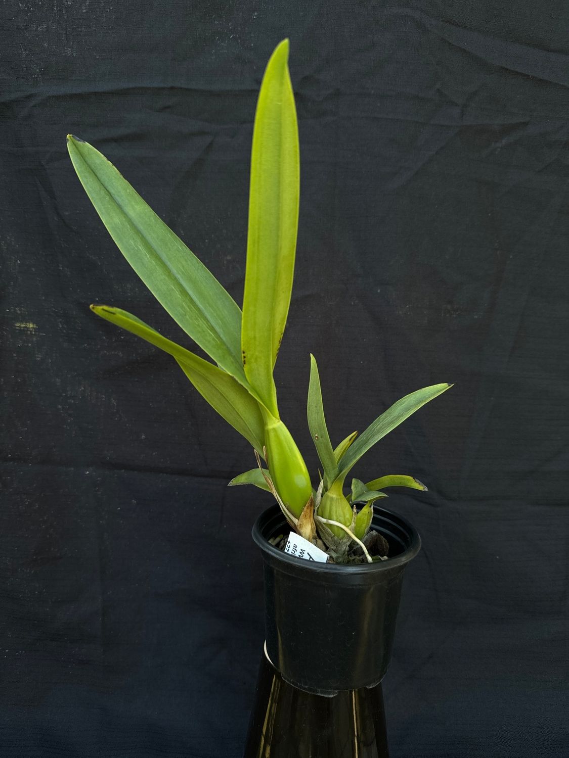 Laelia gloriosa