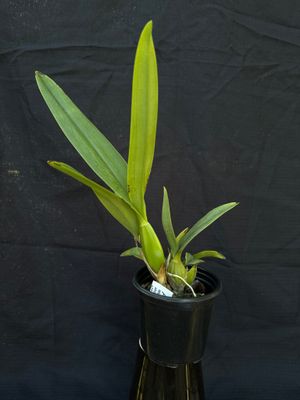 Laelia gloriosa