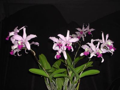 Laelia Intermedia species