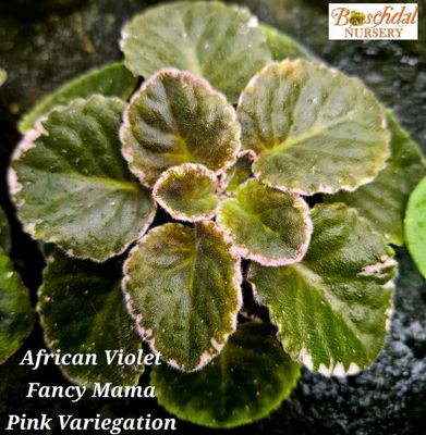 African Violet Fancy Mama Variegated