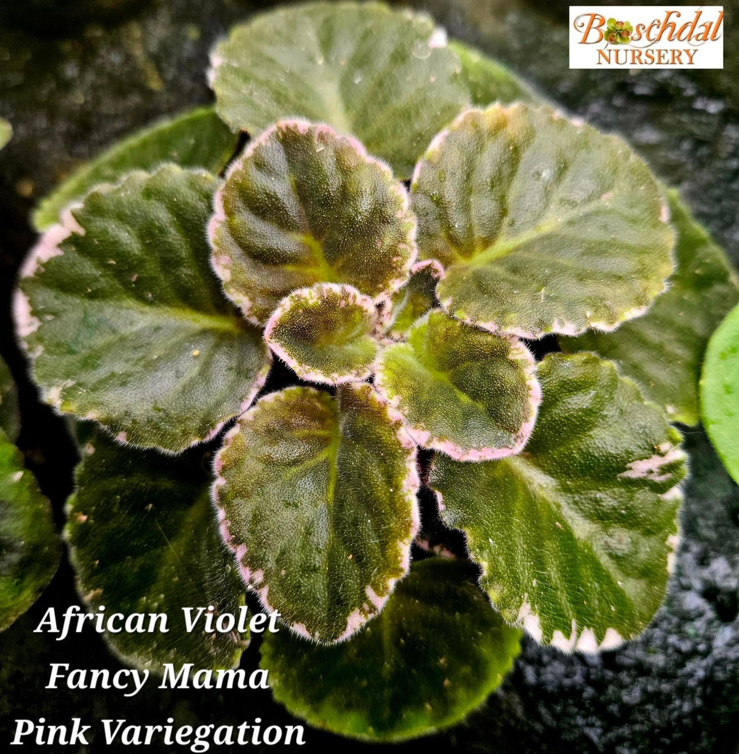 African Violet Fancy Mama Variegated Starter Plant