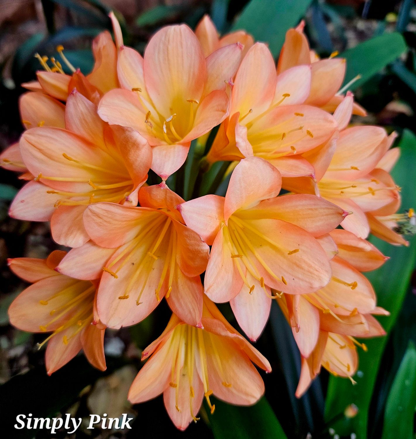 SEED Simply Pink x self (1 seed) SEED Simply Pink x self (1 seed)