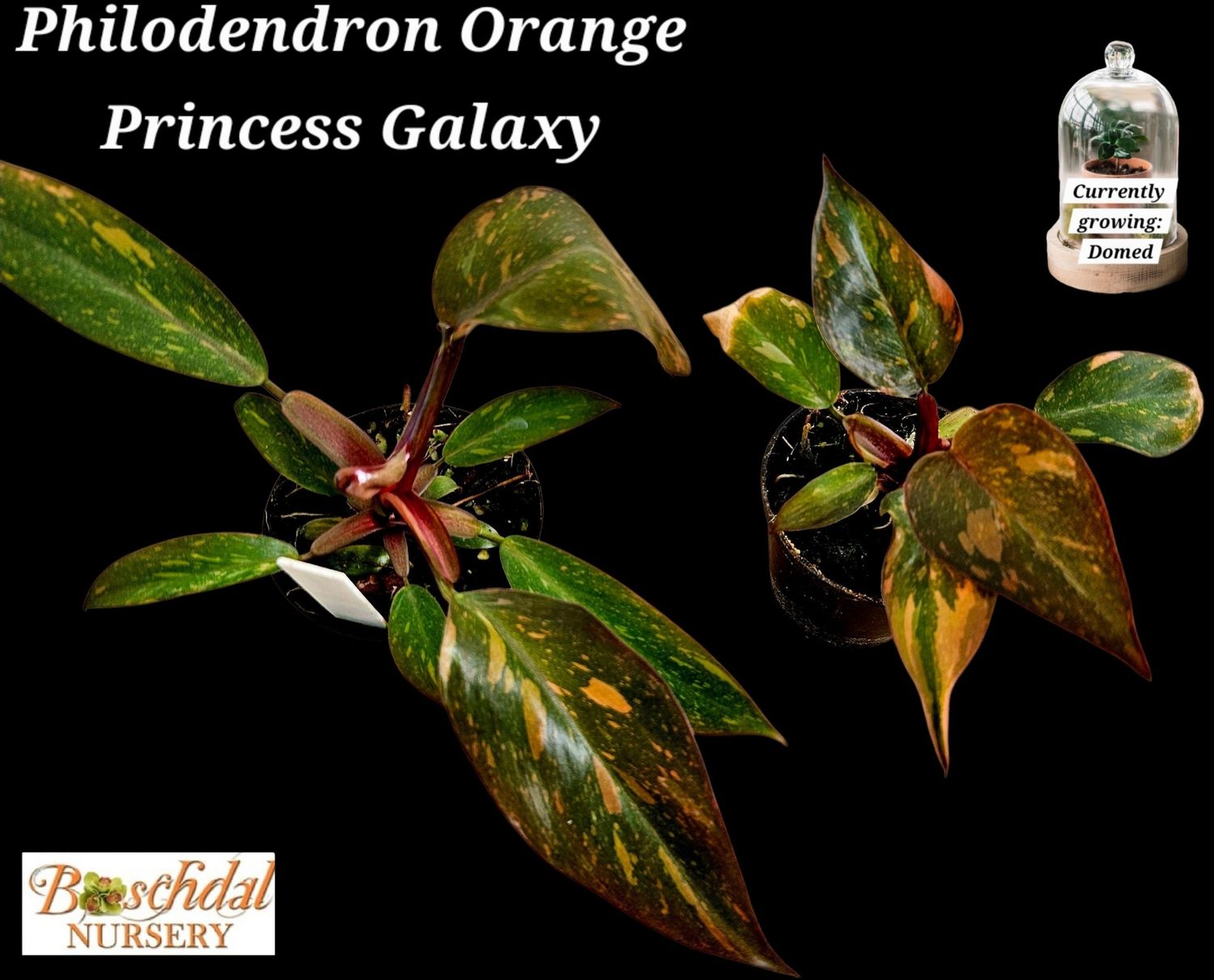Philodendron Orange Princess Galaxy Philodendron Orange Princess Galaxy