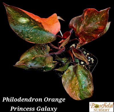 Philodendron Orange Princess Galaxy Philodendron Orange Princess Galaxy