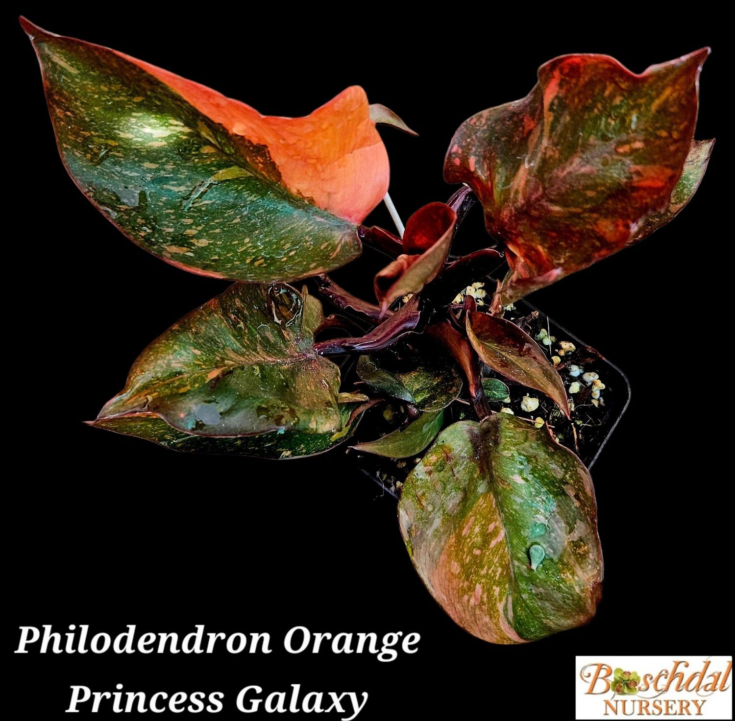 Philodendron Orange Princess Galaxy Philodendron Orange Princess Galaxy