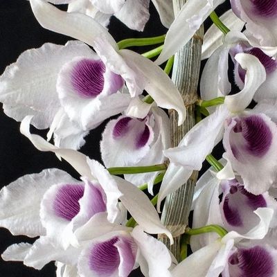 Dendrobium Nobile var. Albiflorum