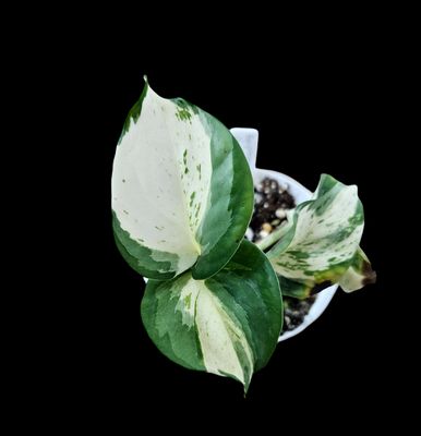 Epipremnum Aureum Manjula Pothos Small Epipremnum Aureum Manjula Pothos Small