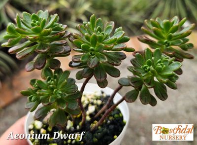Aeonium Dwarf