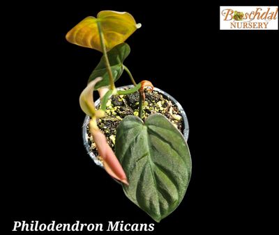 Philodendron Scandens (Micans)
