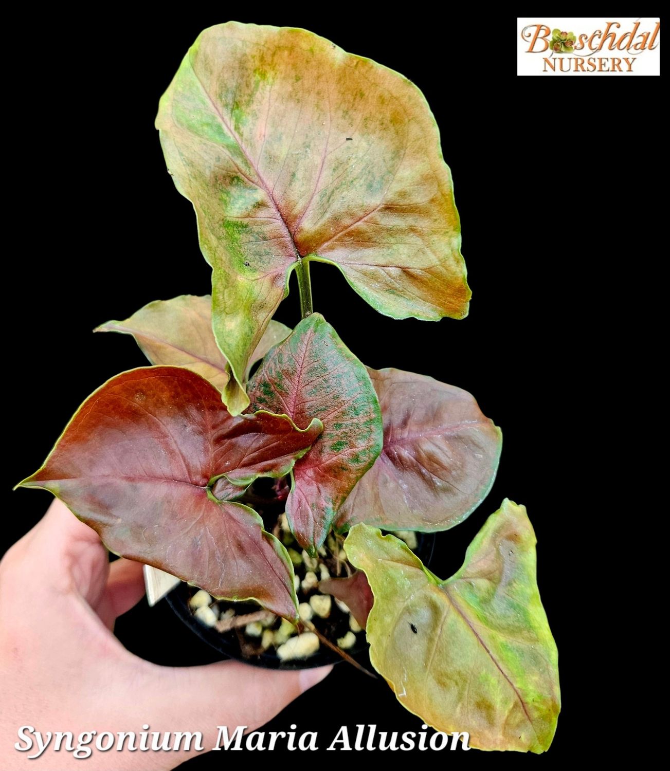 Syngonium Maria Allusion