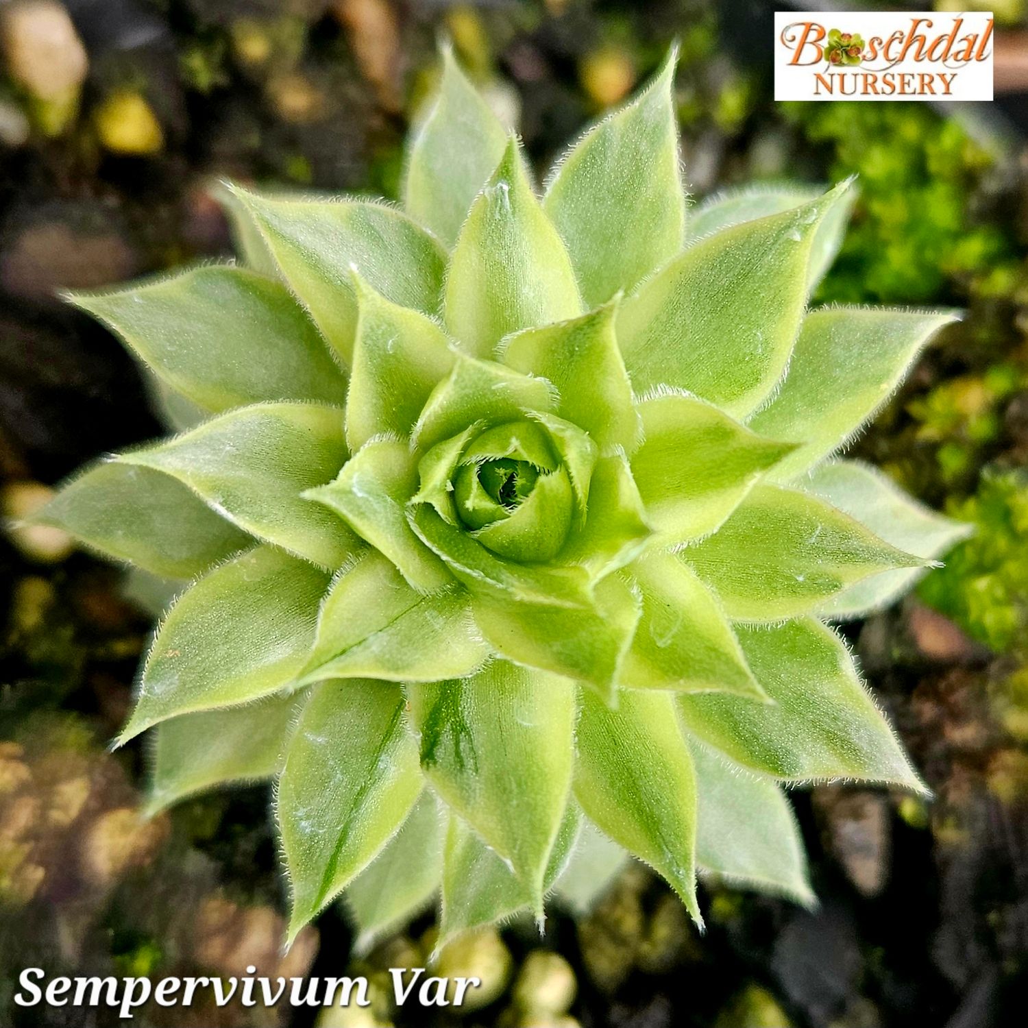 Sempervivum Variegated