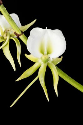 Angreacum comorense also known as eburneum