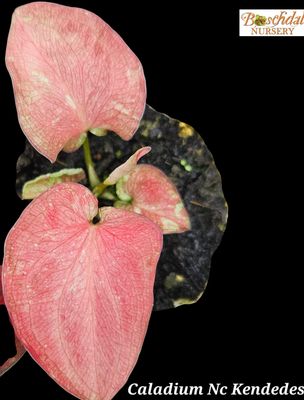 Caladium NC Kendedes from Indonesia Caladium NC Kendedes from Indonesia