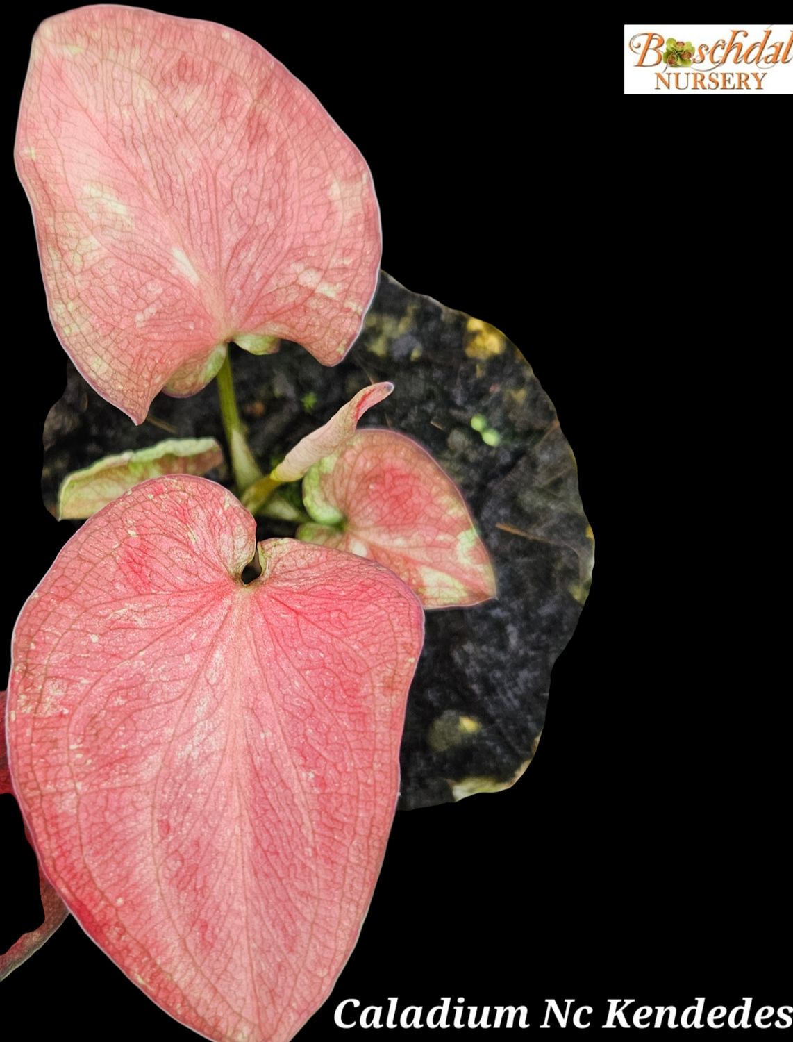 Caladium NC Kendedes