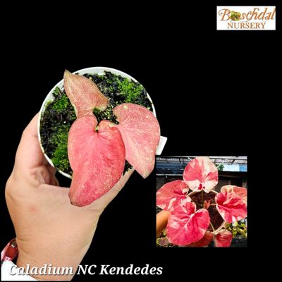 Caladium NC Kendedes from Indonesia Caladium NC Kendedes from Indonesia