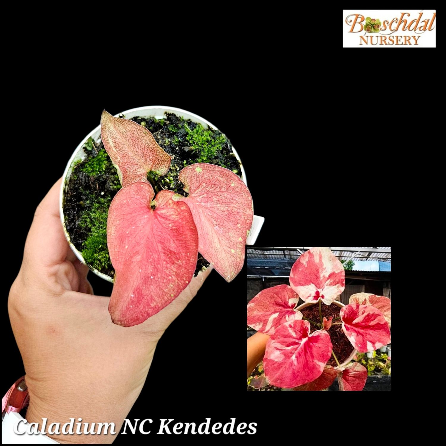 Caladium NC Kendedes from Indonesia Caladium NC Kendedes from Indonesia