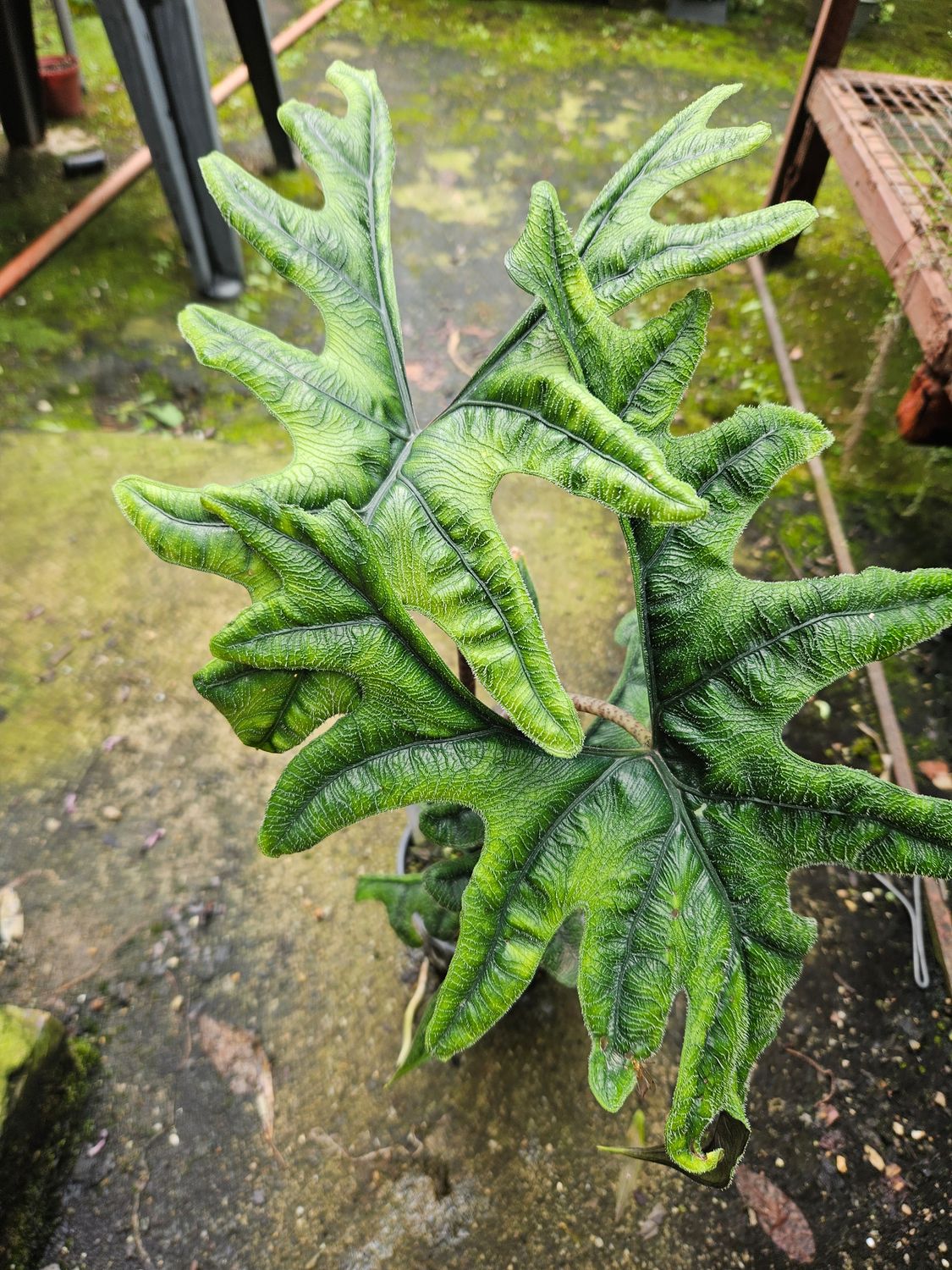 Alocasia Jacklyn