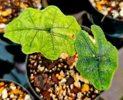 Alocasia Jacklyn