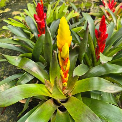 Vriesea  bright yellow spike