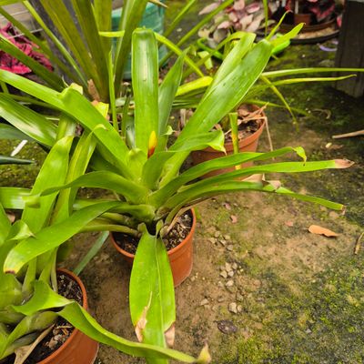 Vriesea Yellow and red spike
