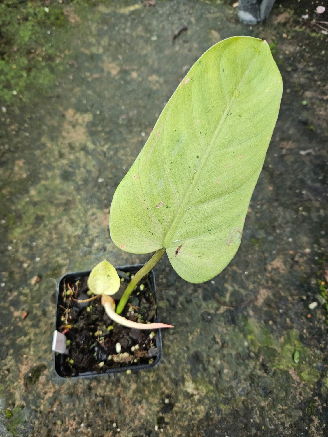 Philodendron Whipple Way