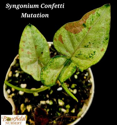Syngonium Confetti Mutation Syngonium Confetti Mutation