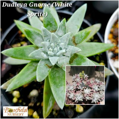 Dudleya Gnoma (White Sprite)
