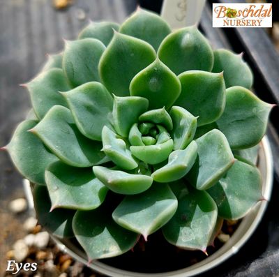 Eceheveria Eyes