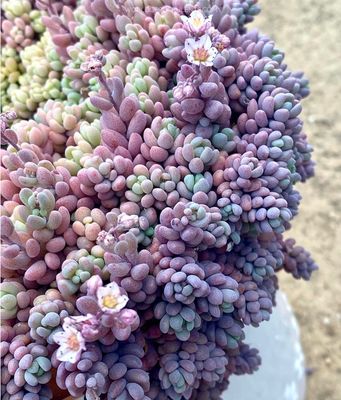 Sedum Lilac Mound