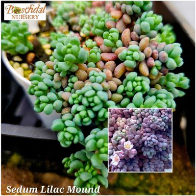 Sedum Lilac Mound Sedum Lilac Mound