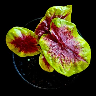 Caladium Lemon Blush (domed)