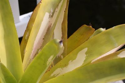 Aechmea Rubens