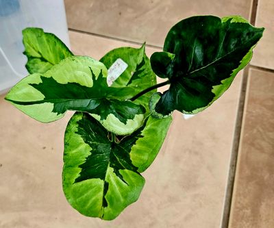 Syngonium Green Beauty Syngonium Green Beauty
