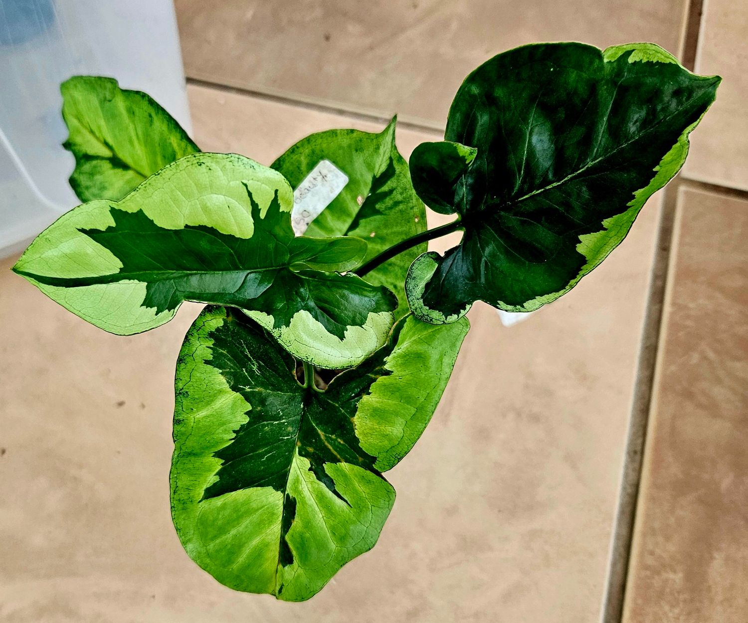 Syngonium Green Beauty