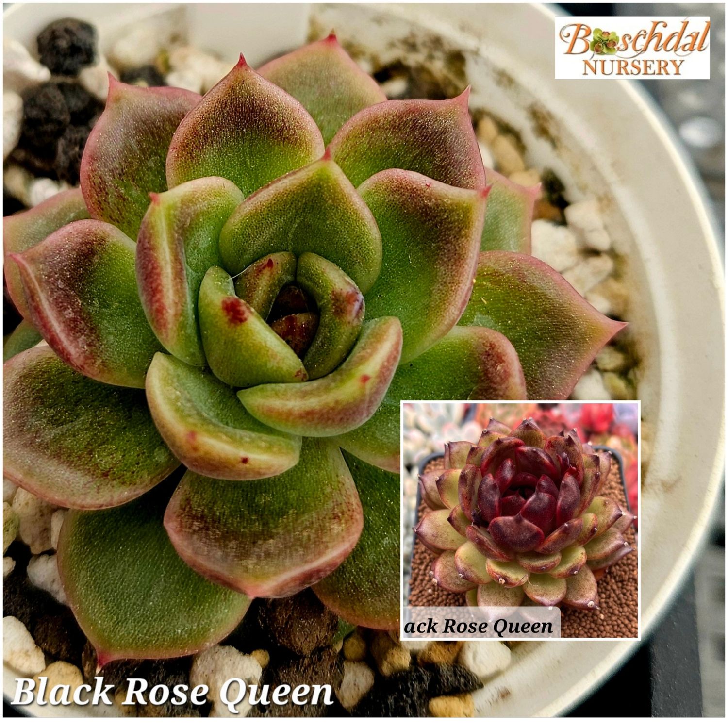 Echeveria Black Rose Queen